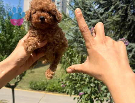 SHOV KALİTE KORE KAN TOY POODLE YAVRULARI - 6993