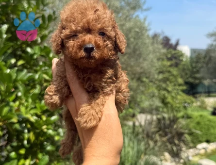 MÜKEMMEL KALİTE IRK GARANTİLİ TOY POODLE YAVRULARI