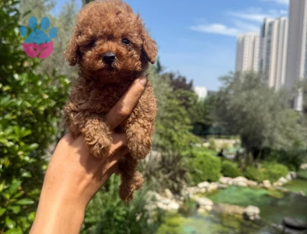 MÜKEMMEL KALİTE IRK GARANTİLİ TOY POODLE YAVRULARI - 6994