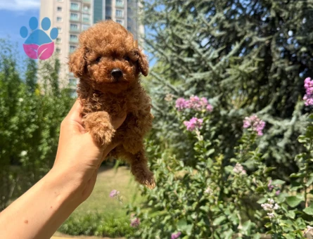 EN ÖZEL KOREKAN TOY POODLE BEBEKLER
