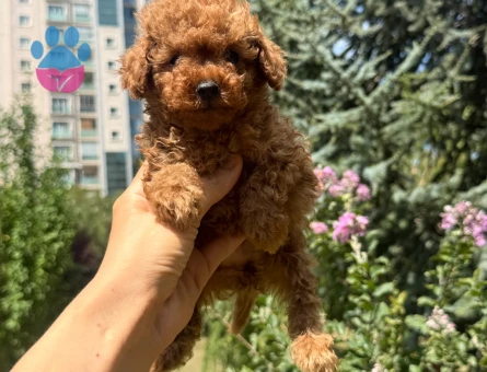 EN ÖZEL KOREKAN TOY POODLE BEBEKLER - 6995
