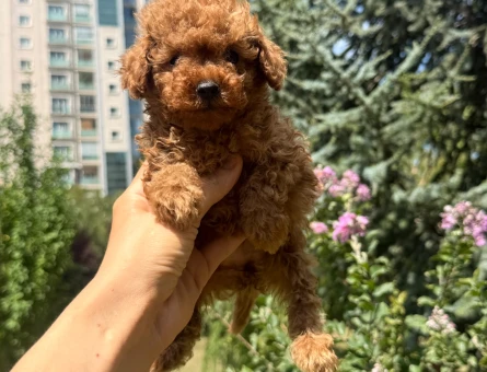 EN ÖZEL KOREKAN TOY POODLE BEBEKLER - 6995