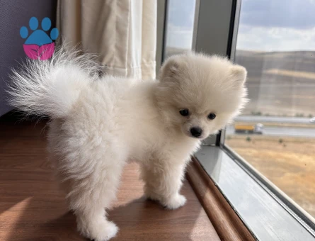 Pomeranian Boo 3 Aylık Yuva Arıyor - 6996