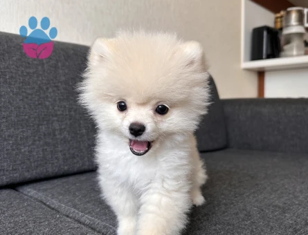 Pomeranian Boo 3 Aylık Yuva Arıyor