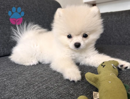 Pomeranian Boo 3 Aylık Yuva Arıyor