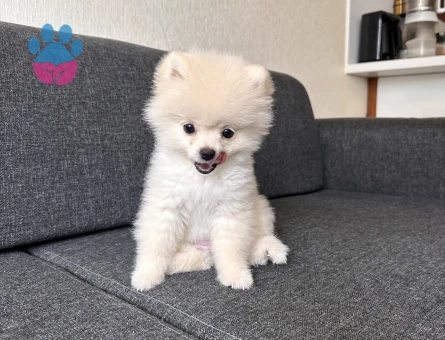 Pomeranian Boo 3 Aylık Yuva Arıyor