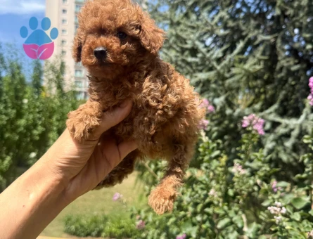 BİBLO GİBİ TEA CUP POODLE YAVRULARIMIZ
