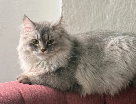 1 Yaşındaki Longhair Kedimi Sahiplendiriyorum - 6998