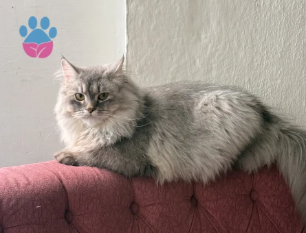 1 Yaşındaki Longhair Kedimi Sahiplendiriyorum