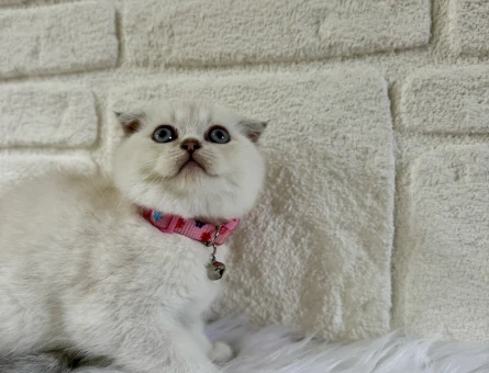 Scottish Fold Dişi 2 Aylık Bluepoint