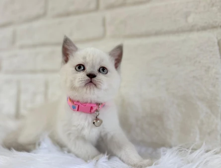 British Shorthair Dişi Bluepoint 2 Aylık