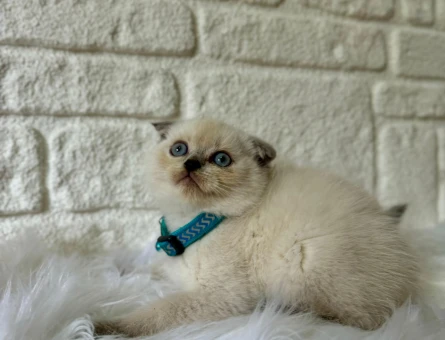 Scottish Fold Erkek bluepoint 2 Aylık