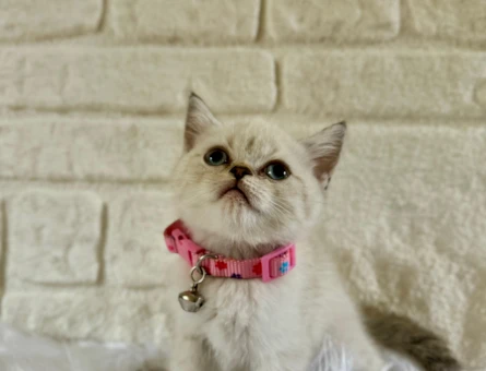 British Shorthair Dişi 2 Aylık