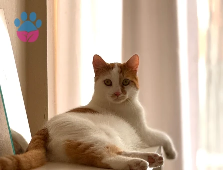 Nemo acil yuva arıyor