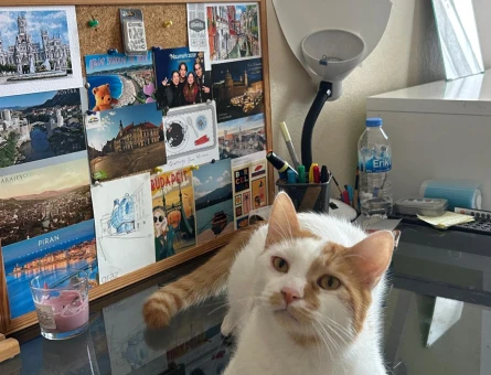 Nemo acil yuva arıyor