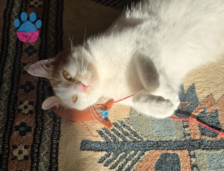 Nemo acil yuva arıyor