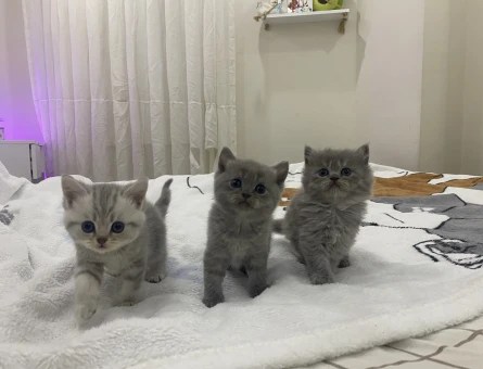 MİNİK ASİL YÜZLÜ PELUŞ TÜYLÜ YAVRULARIM