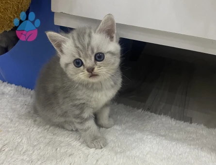 MİNİK ASİL YÜZLÜ PELUŞ TÜYLÜ YAVRULARIM