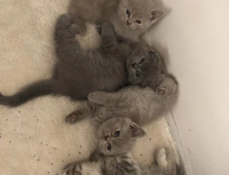 Ev Scottish Fold’undan 5 yavru Yuva Arıyor