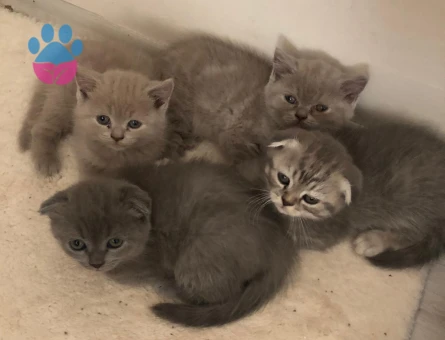 Ev Scottish Fold’undan 5 yavru Yuva Arıyor