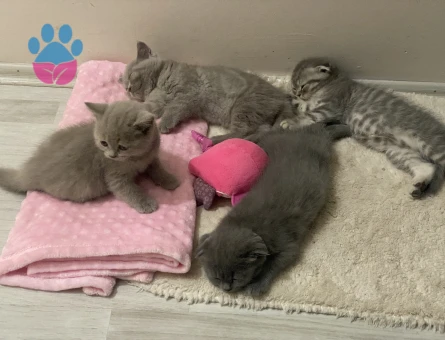 Ev Scottish Fold’undan 5 yavru Yuva Arıyor