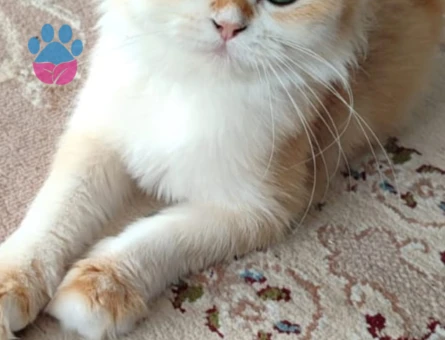 Blh golden disi pet veya secereli