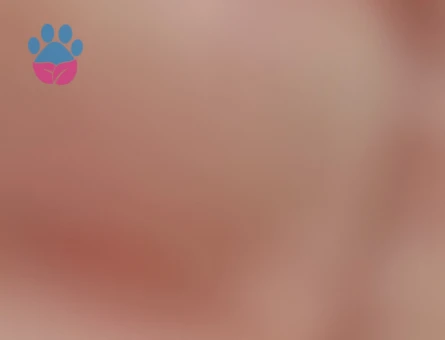 Blh golden disi pet veya secereli