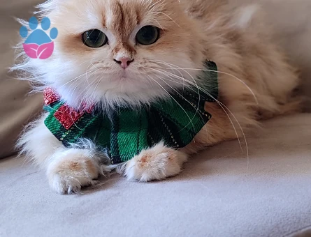 Blh golden disi pet veya secereli