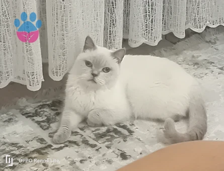 Dişi Blue point kısır değildir