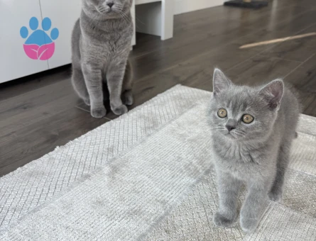 BSH 👩🏻‍✈️🐈‍⬛✈️