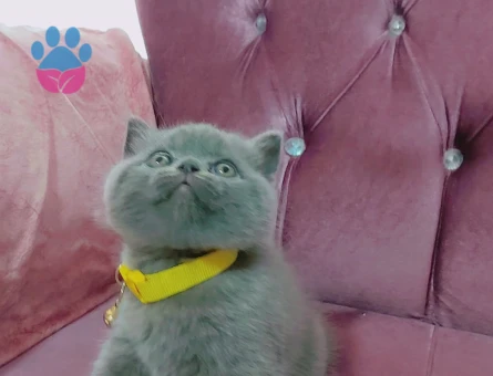 British Shorthair 2 Aylık