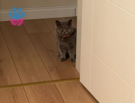 British Shorthair Yetişkin Kedi Erkek