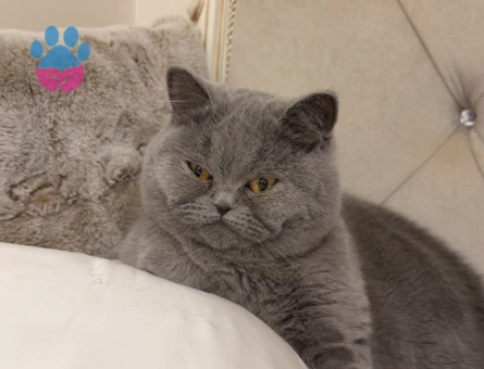 British Shorthair Yetişkin Kedi Erkek