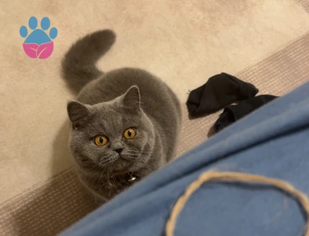 British Shorthair Yetişkin Kedi Erkek