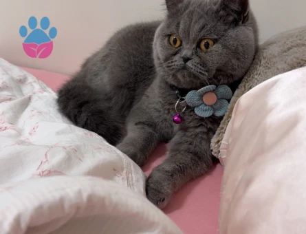 British Shorthair Yetişkin Kedi Erkek
