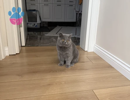 British Shorthair Yetişkin Kedi Erkek