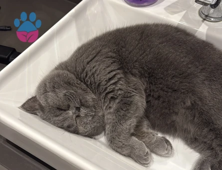 British Shorthair Yetişkin Kedi Erkek