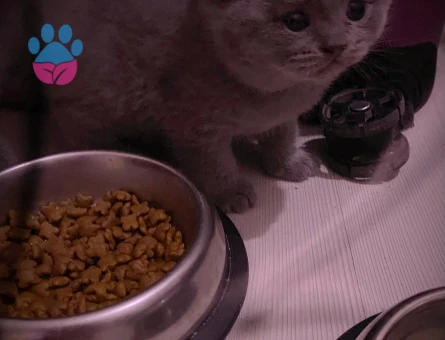 Minik scottish yavrumuza yuva ariyoruz