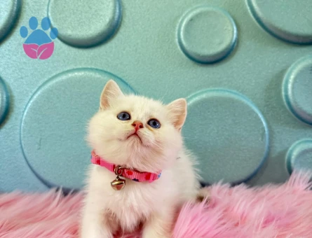 British Shorthair 2 Aylık Beyaz Koca Kafa Dişi