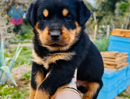 A kalite  Rottweiler Yavrularımız Hazır Durumda