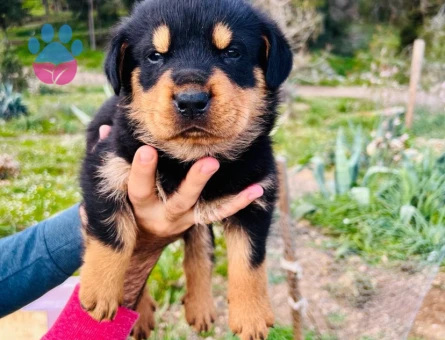 A kalite  Rottweiler Yavrularımız Hazır Durumda