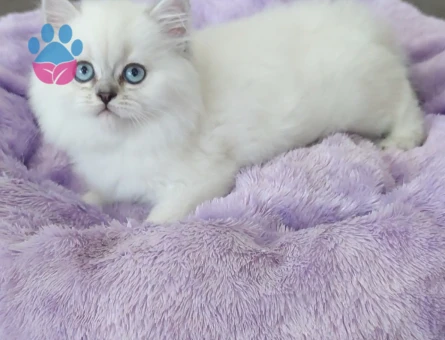 British Longhair 2 Aylık Yavrular