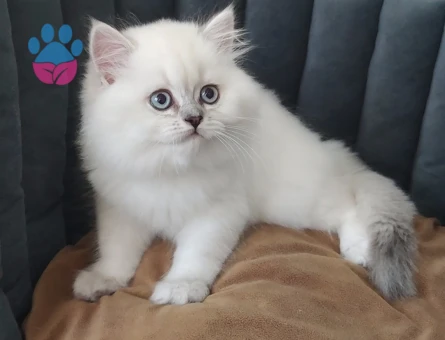 British Longhair 2 Aylık Yavrular