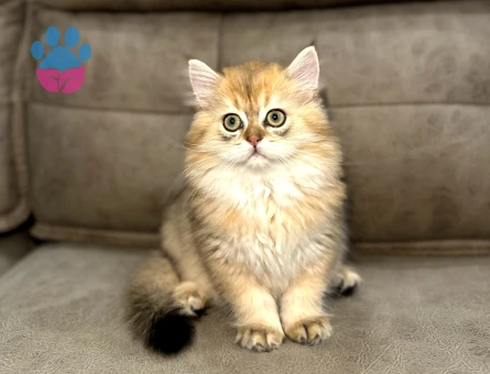 British Longhair 2 Aylık Yavrular