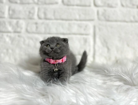 Scottish Fold Gri Tombiş Yanak Dişi
