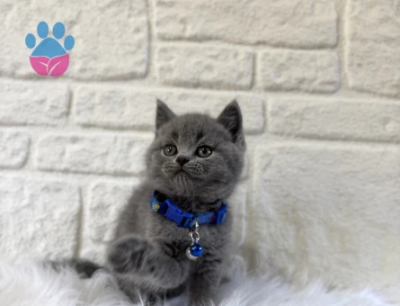 British Shorthair Yakışıklı 2 aylık
