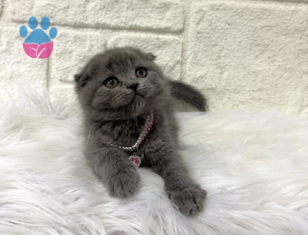 Scottish Fold Süslü 2 Aylık