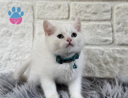 British Shorthair Beyaz Yavrumuz 2 aylık