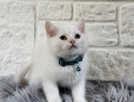 British Shorthair Beyaz Yavrumuz 2 aylık