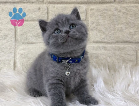 British Shorthair Gri Erkek topaç Kafa